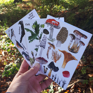 A6 nature illustration notebooks by Alice Draws the Line