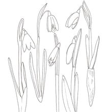 Load image into Gallery viewer, Snowdrops colouring in sheet